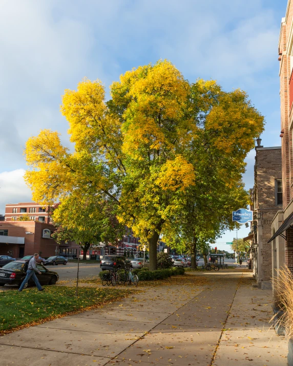 this large tree is on the corner of a sidewalk