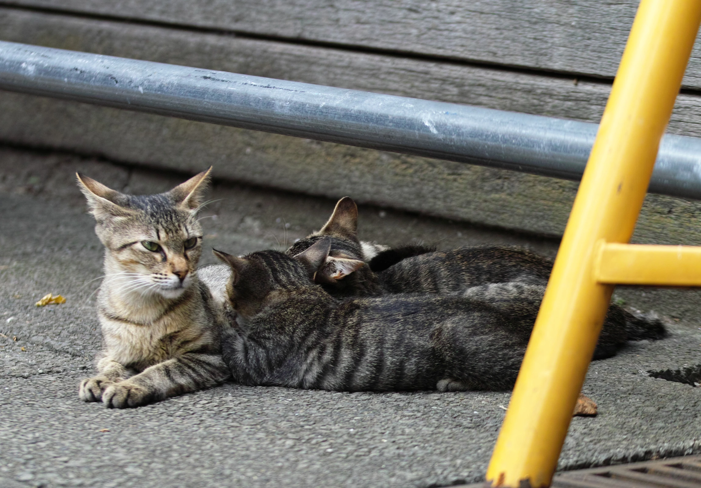 two gray and black cats laying on top of a sidewalk