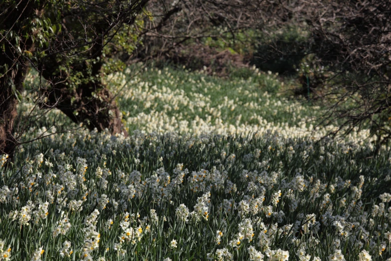 this is a field full of white flowers