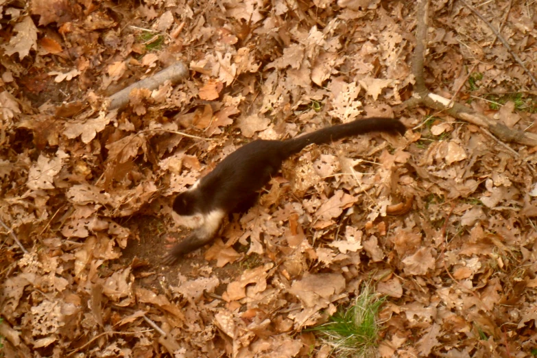 a small animal with long tail laying on top of leaves