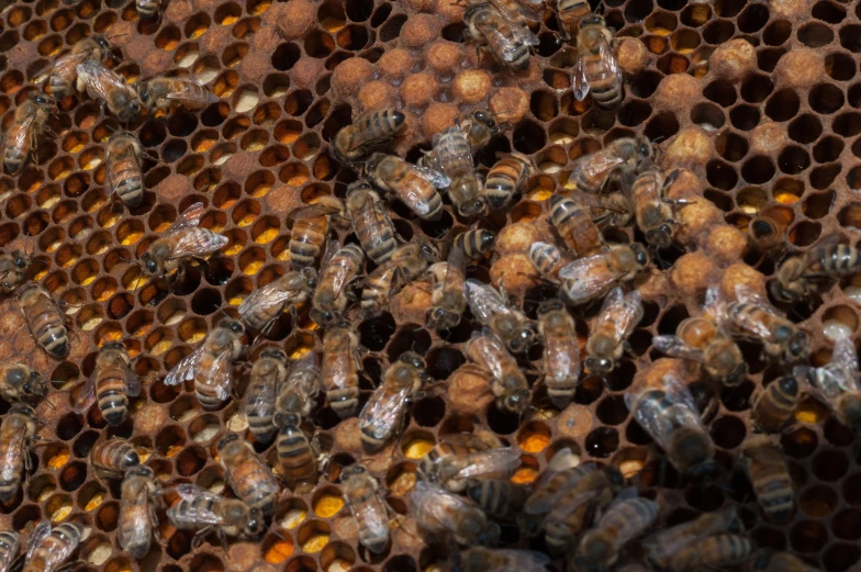 bees are seen on a beehive together in this pograph