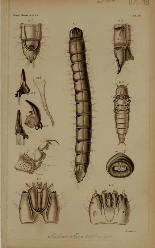 old illustration of various types of worms and other animals