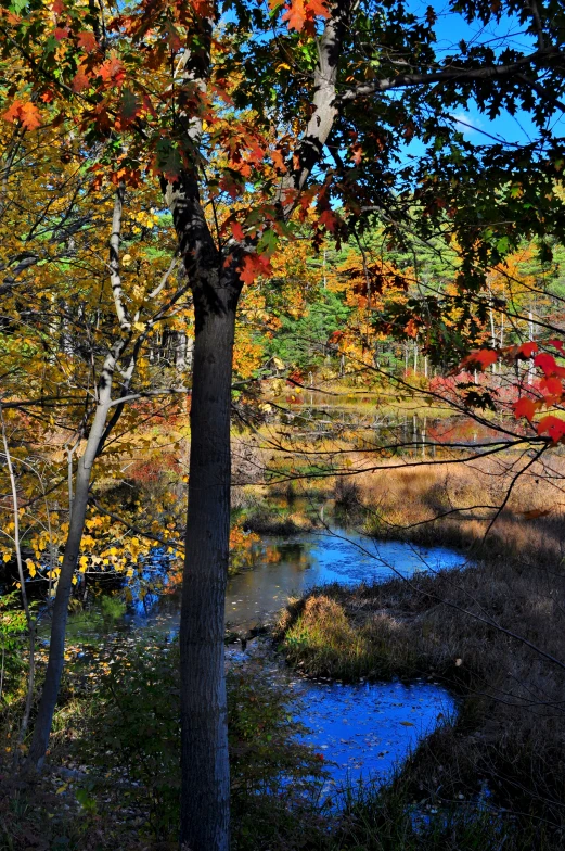 a forest with leaves, a stream and a few trees