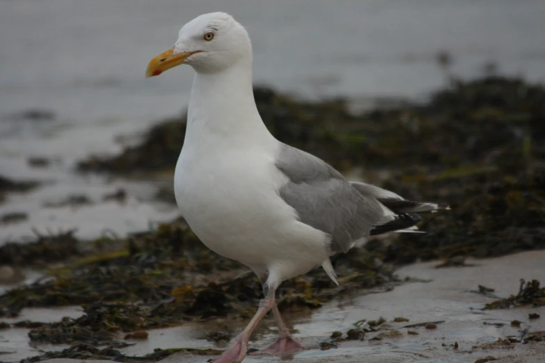 a seagull is walking along the wet shore