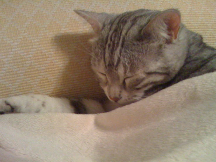 a cat and a dog curled up sleeping