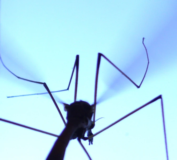 a picture of an insect flying through the sky