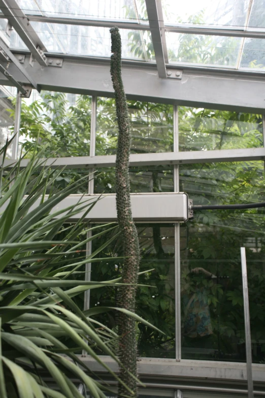 a large plant growing from a concrete slab inside of a greenhouse