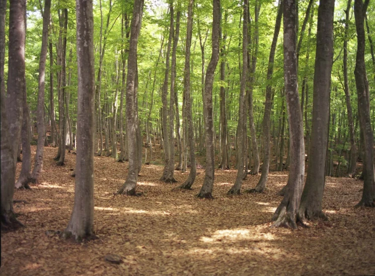 a wooded area with tall trees, grass, and dirt