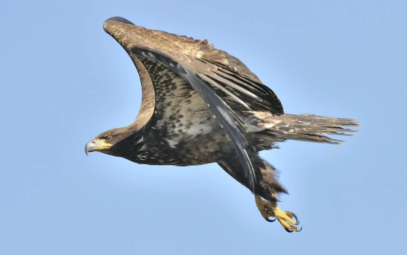 a big gray bird flying in the blue sky