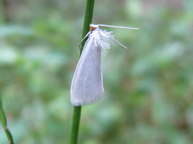 a white erfly is hanging on the side of a blade