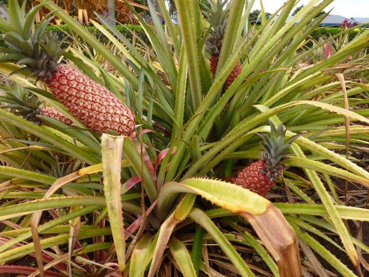 pineapple tree in a field with lots of leaves