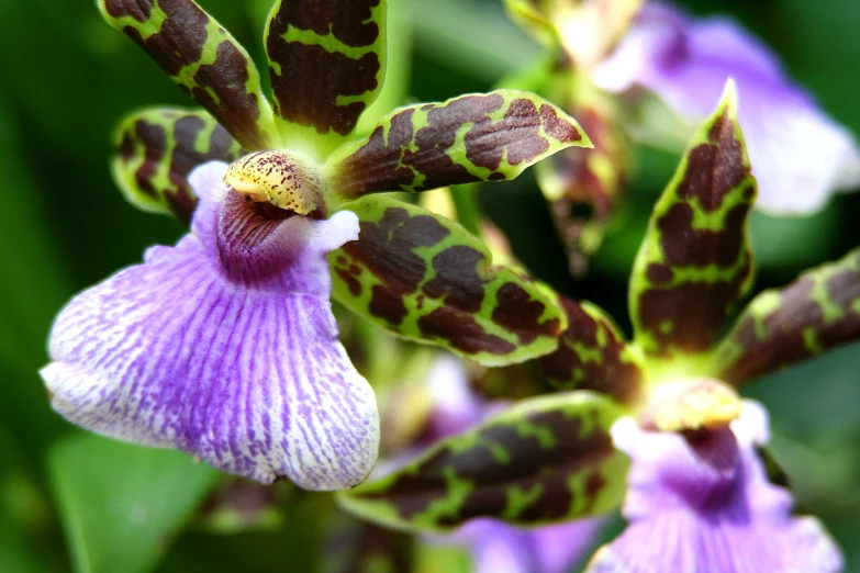 a close up of a green and purple orchid