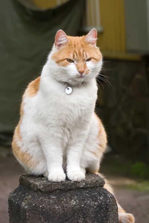 an orange and white cat sits atop a rock
