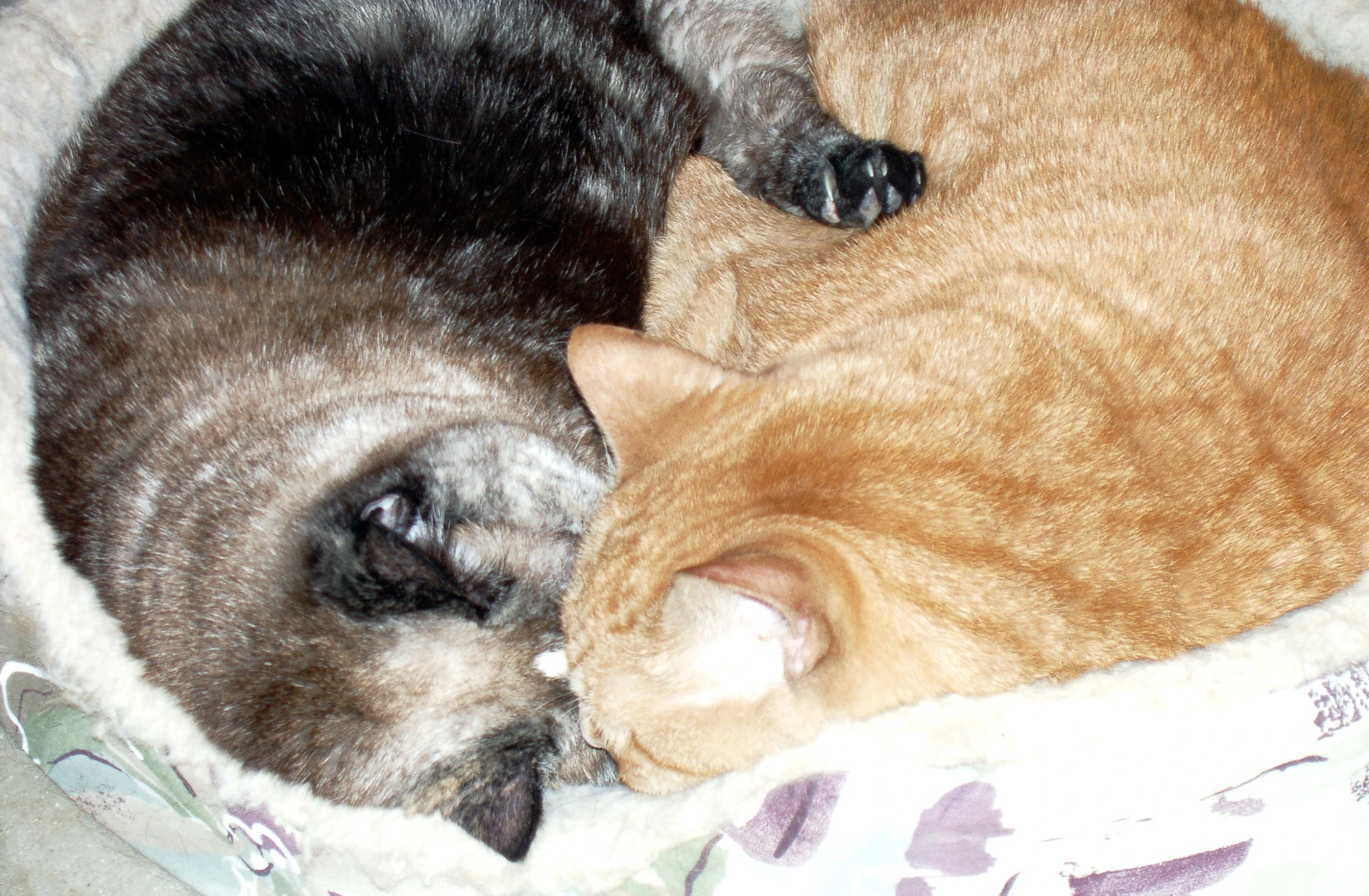 two cats cuddling together in a cat bed