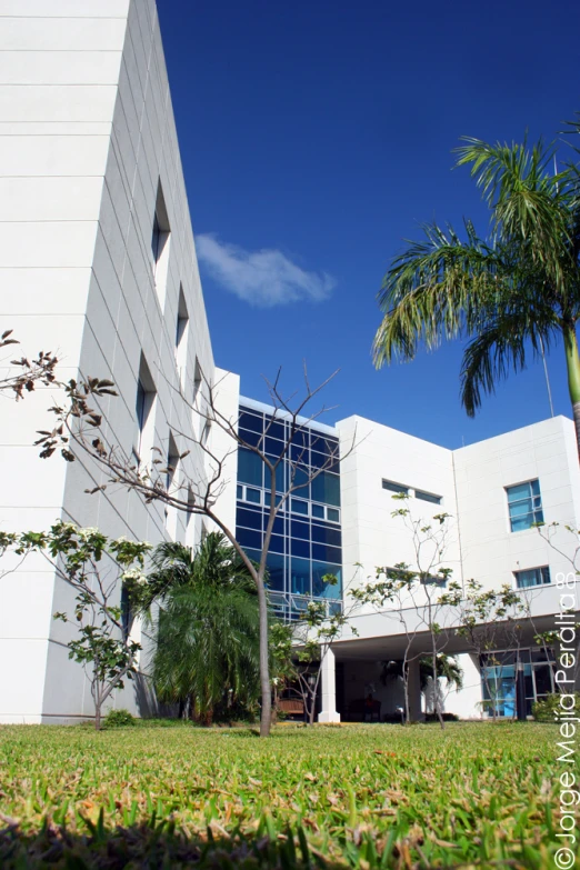 a building and palm trees near by a grassy area