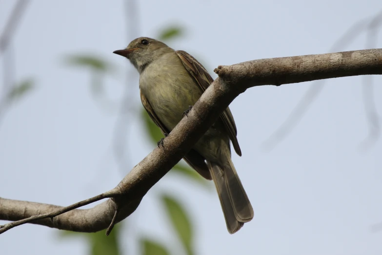 a small bird sits in a tree nch