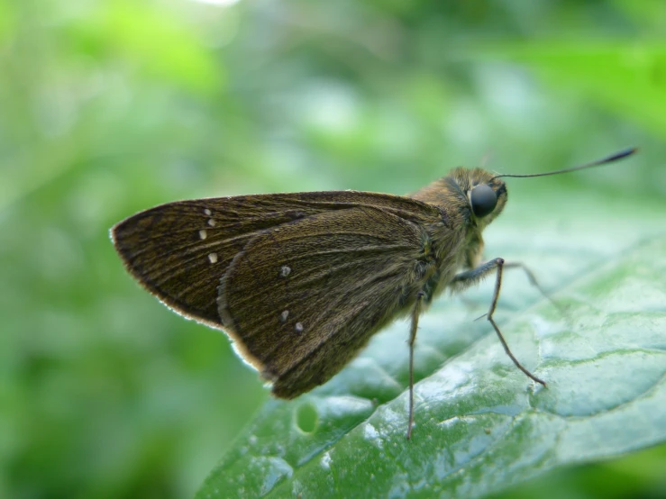 close up picture of a brown erfly on a leaf