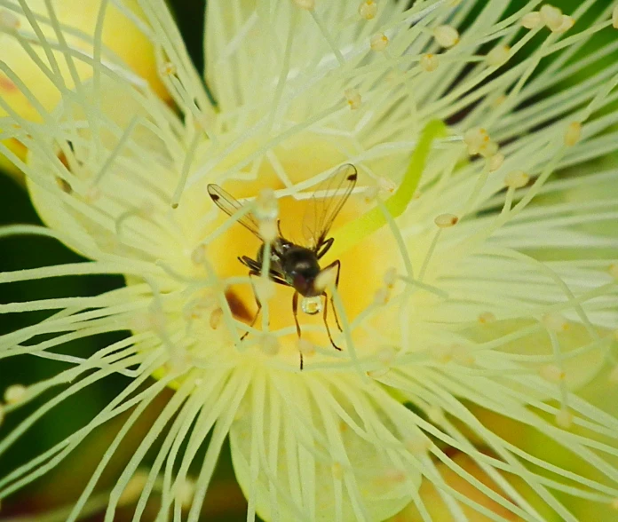 closeup of a pollen bee collecting nectar from a flower