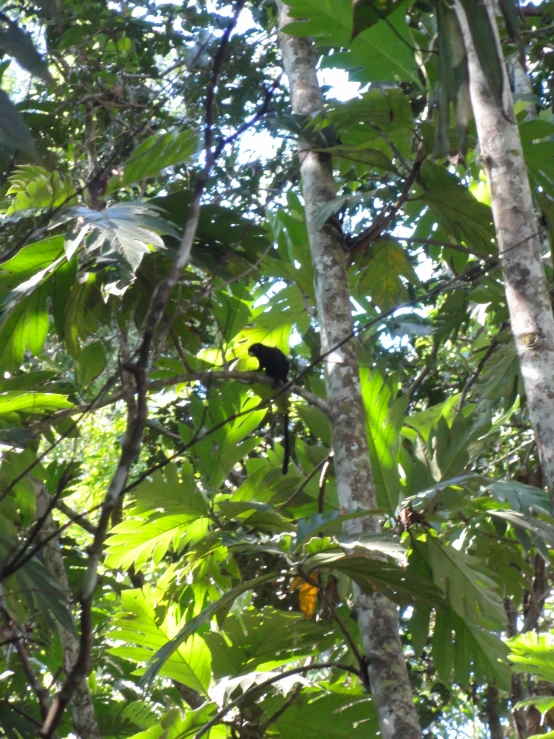 a yellow bird in a tree on the nch