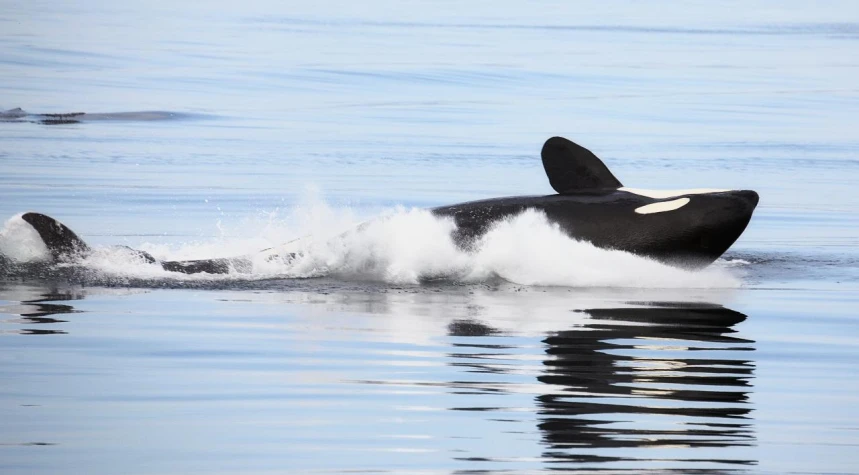 an orca whale floats on its back and is in the water