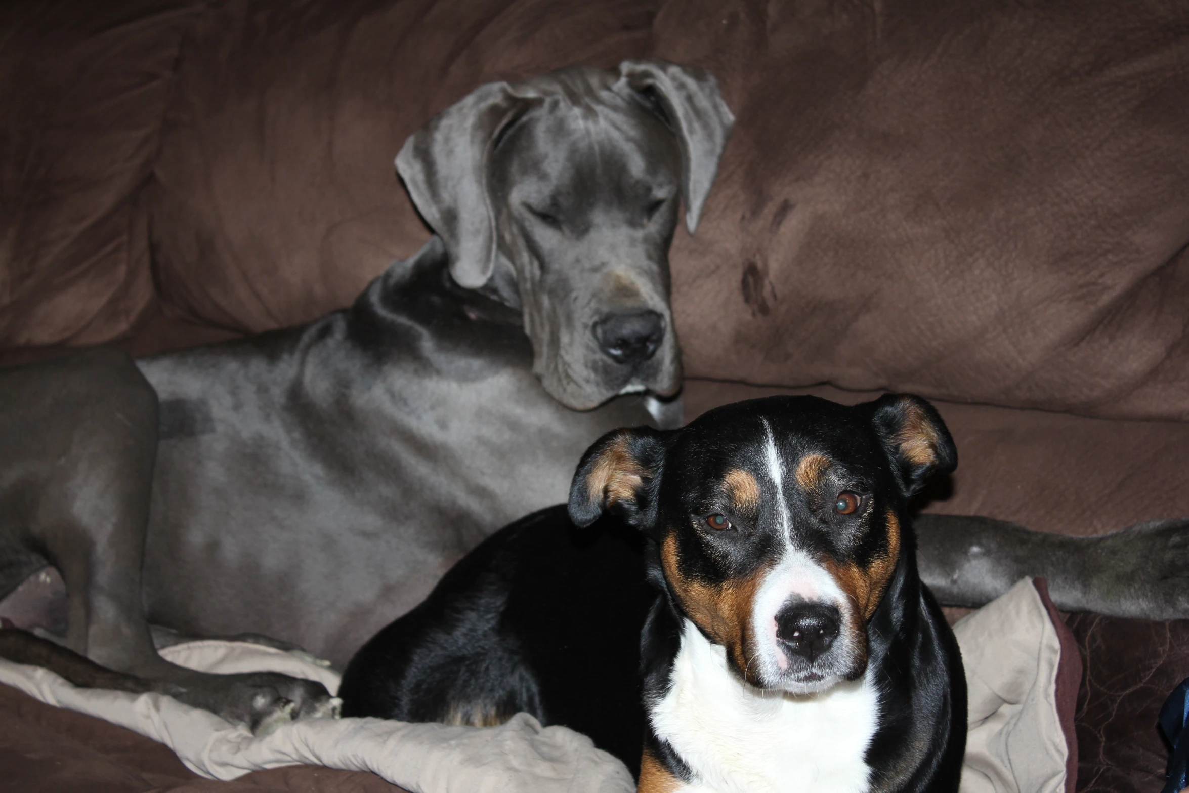 two dogs lying on a couch in the sun