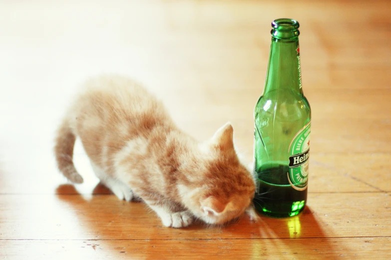 the kitten is walking near a green soda bottle