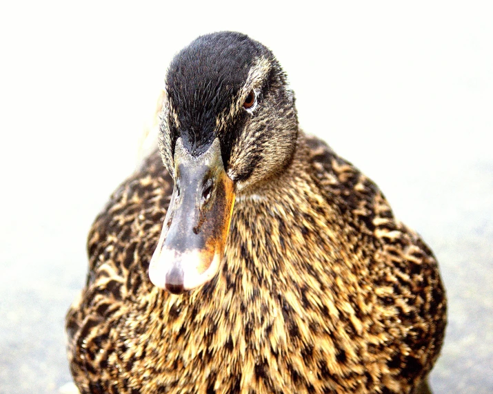 a duck is standing in the snow near a tree