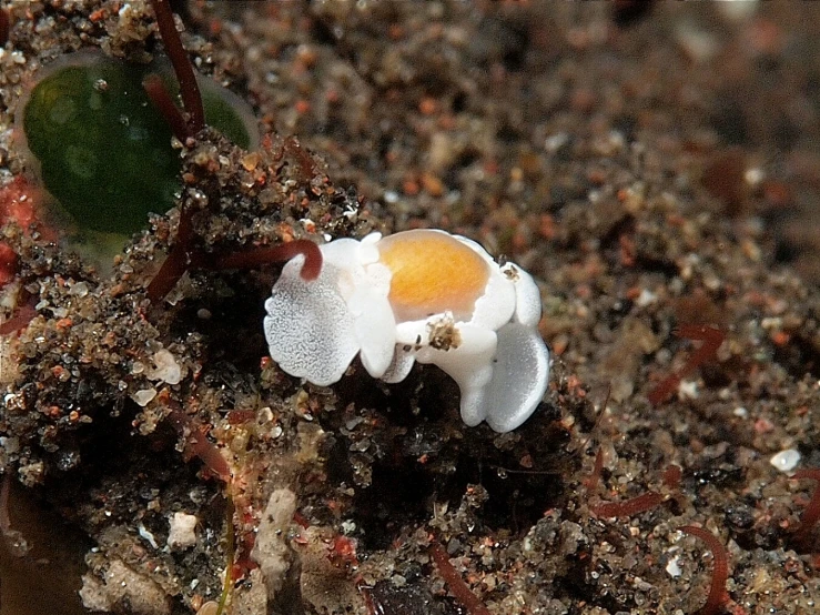 a small white flower on sand next to small water drops