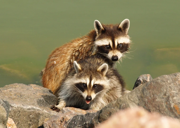 two racs are next to the water looking at soing