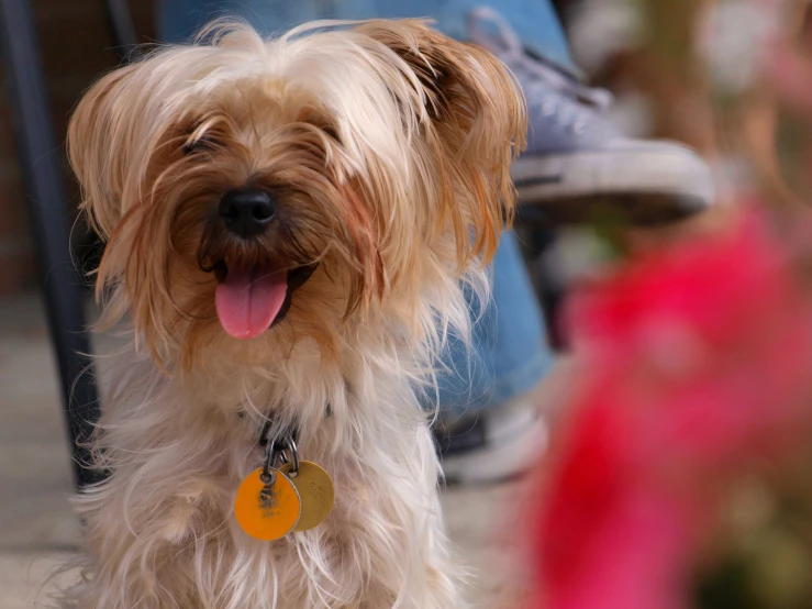 a dog is sitting on the street with a leash on