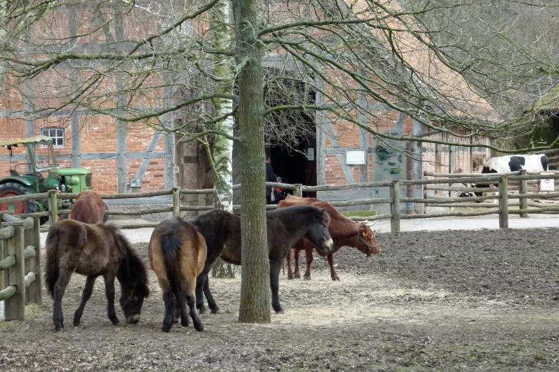 horses in a barn on a farm with trees