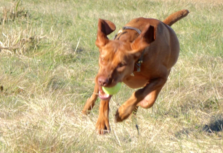 a dog running in a grassy field carrying a green ball