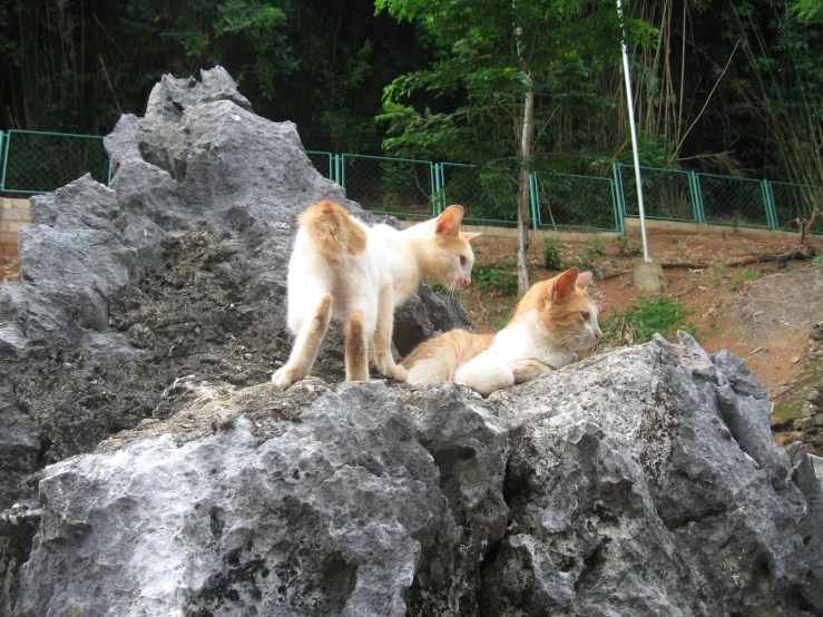 two orange and white cats sitting on rocks in a jungle