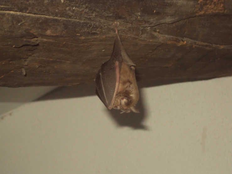 an up close picture of a bat hanging upside down