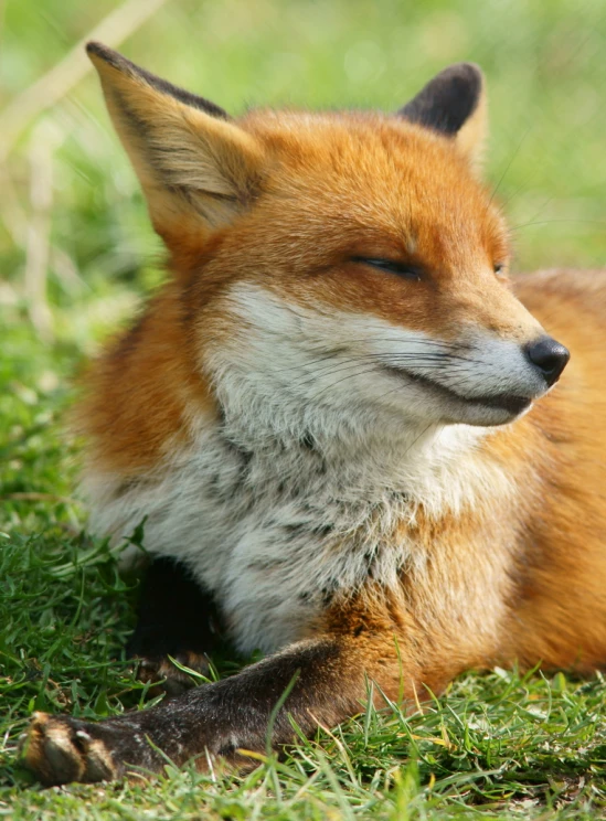 an orange fox laying in the grass sleeping