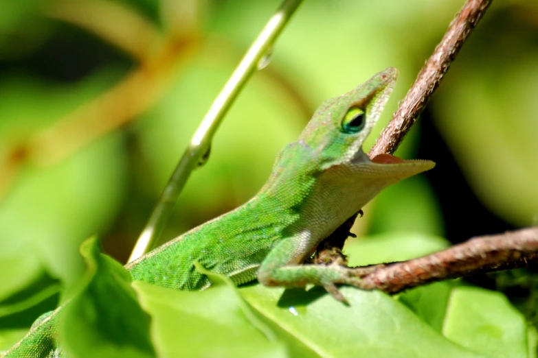 there is a green and black lizard on a tree