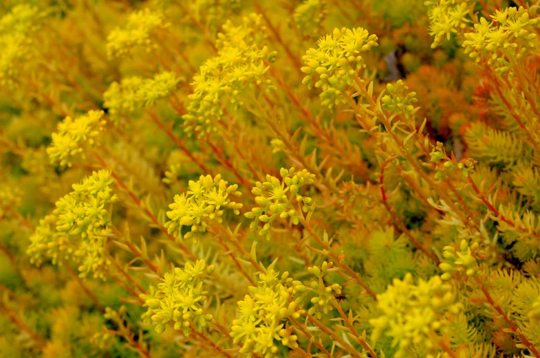 a bush of yellow flowers growing in a garden