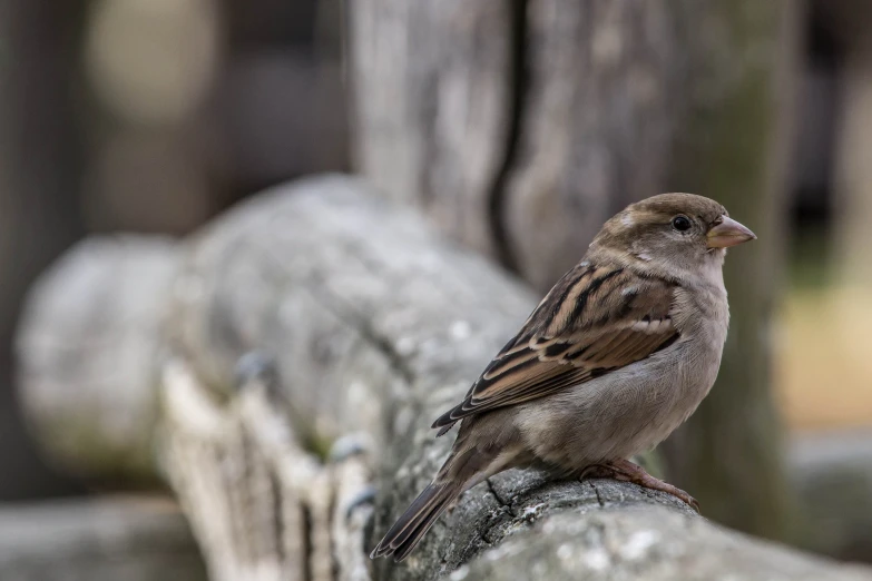 a small brown bird perched on the top of a tree nch