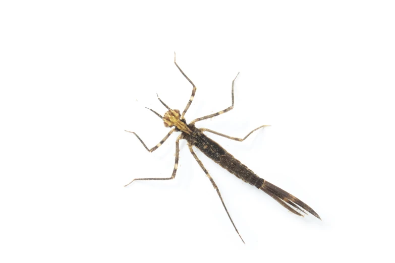 a big bug sitting on top of a white surface