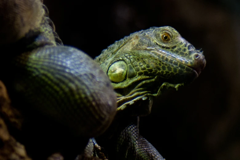 a close up view of a small lizard's head and body