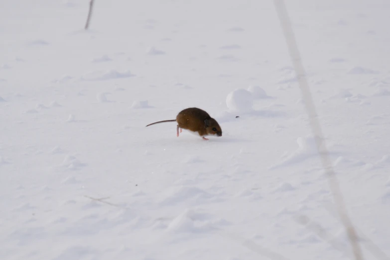 a mouse that is walking in the snow