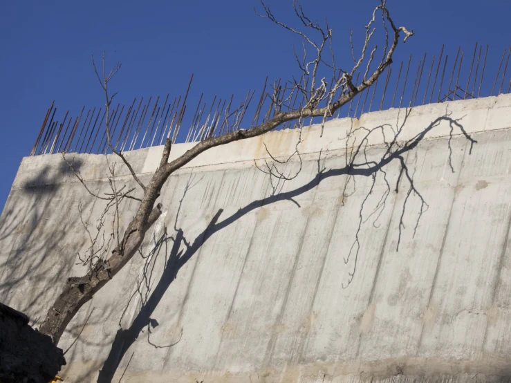 a bare tree with no leaves in front of a concrete wall