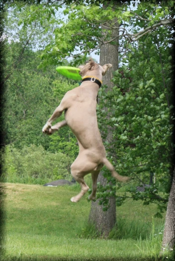 a very cute dog jumping in the air to catch a frisbee