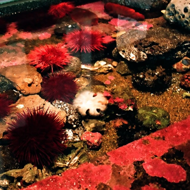 a group of sea urchins float in the water