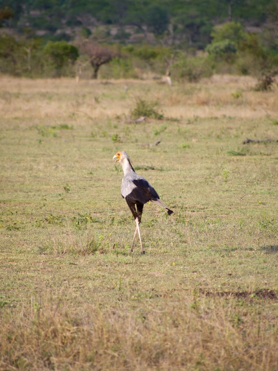 a bird with a long neck in a field