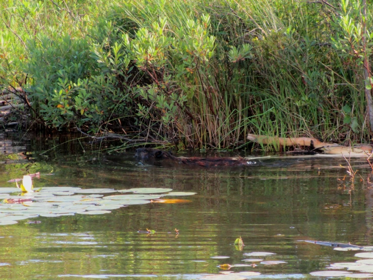 a bird is sitting on the bank of a body of water