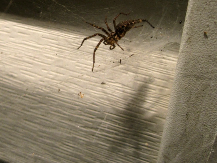 a close up of a small spider in an enclosure