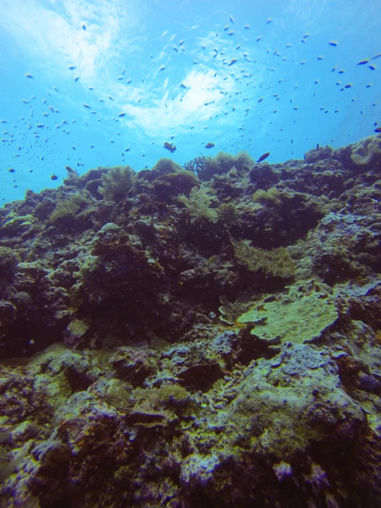 several fish swim along the ocean floor beneath a rock formation