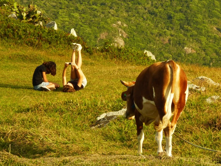 the man is tending to a cow on the grassy hill