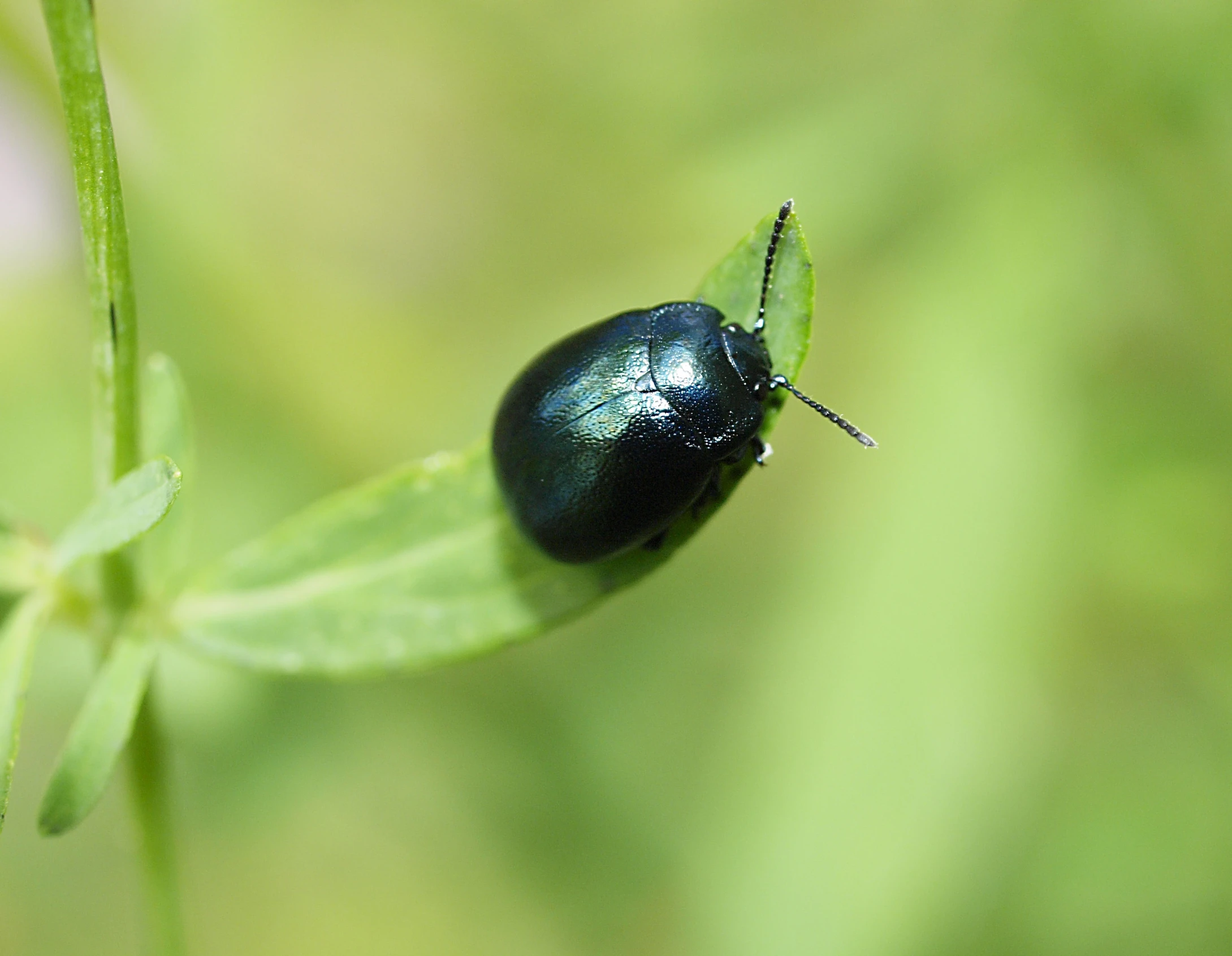 the black insect is sitting on the long green flower stalk